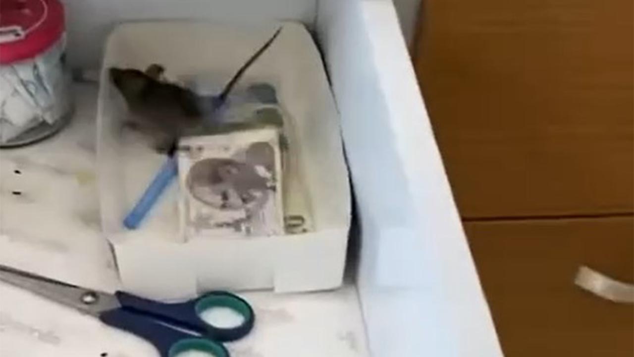 Aydin Baklavaci Fare Denetim (5)