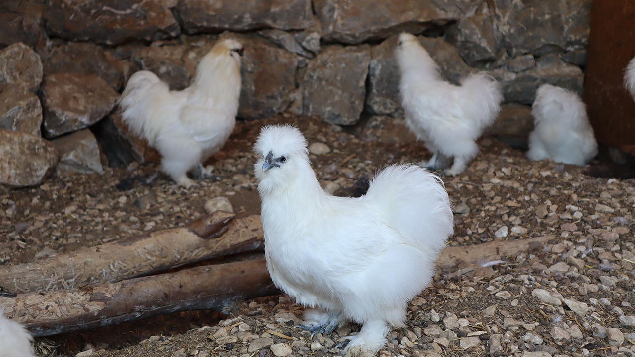 Yalova Animal Park Hayvanat Bahcesi Hayvan Gezi (3)