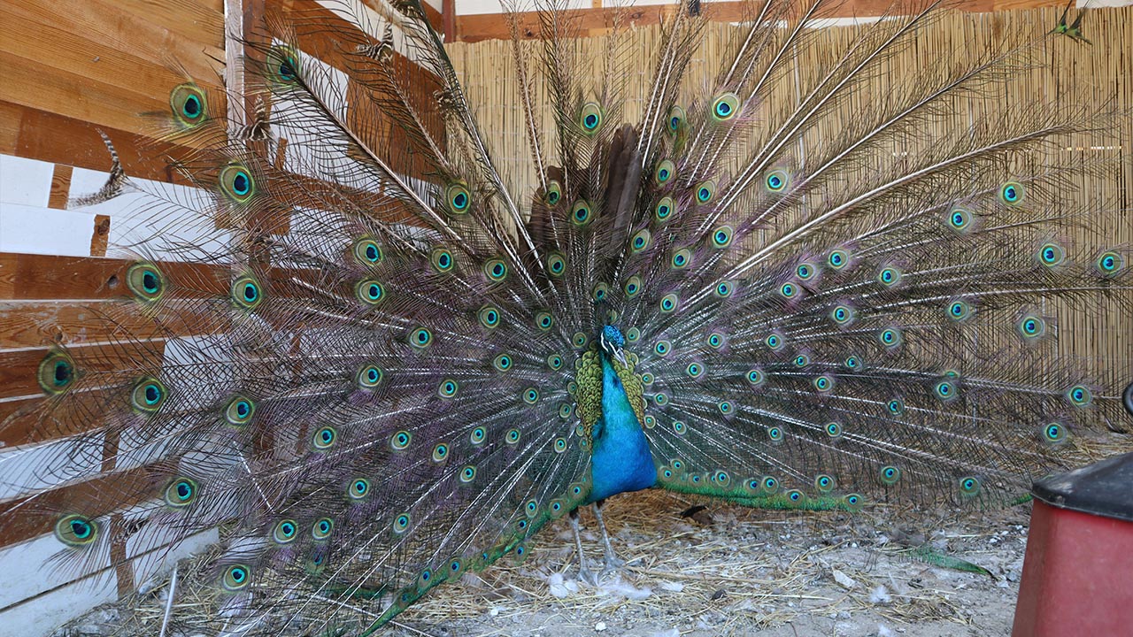Yalova Animal Park Hayvanat Bahcesi Hayvan Gezi (4)