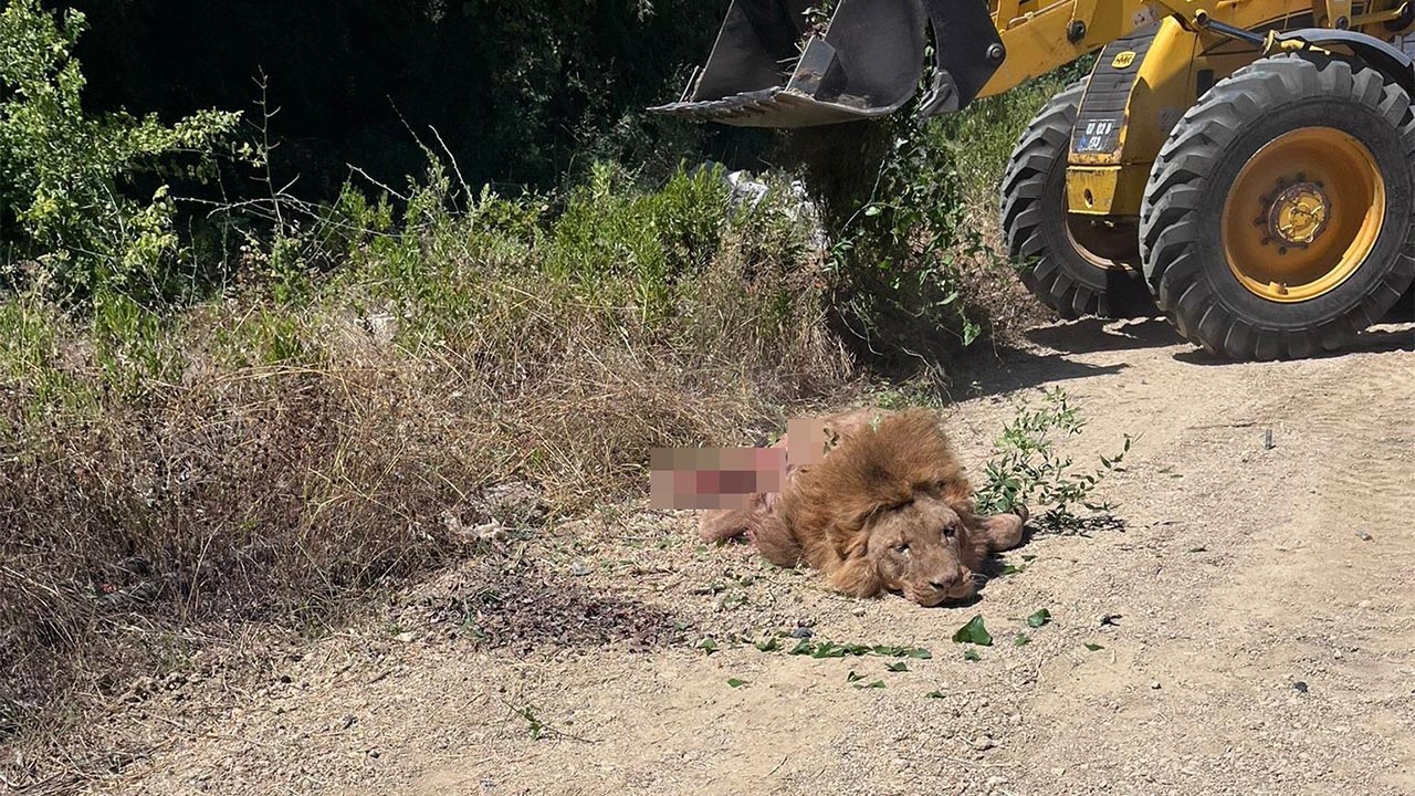 Antalya Kacak Aslan Hayvanat Bahce Sorusturma(3)
