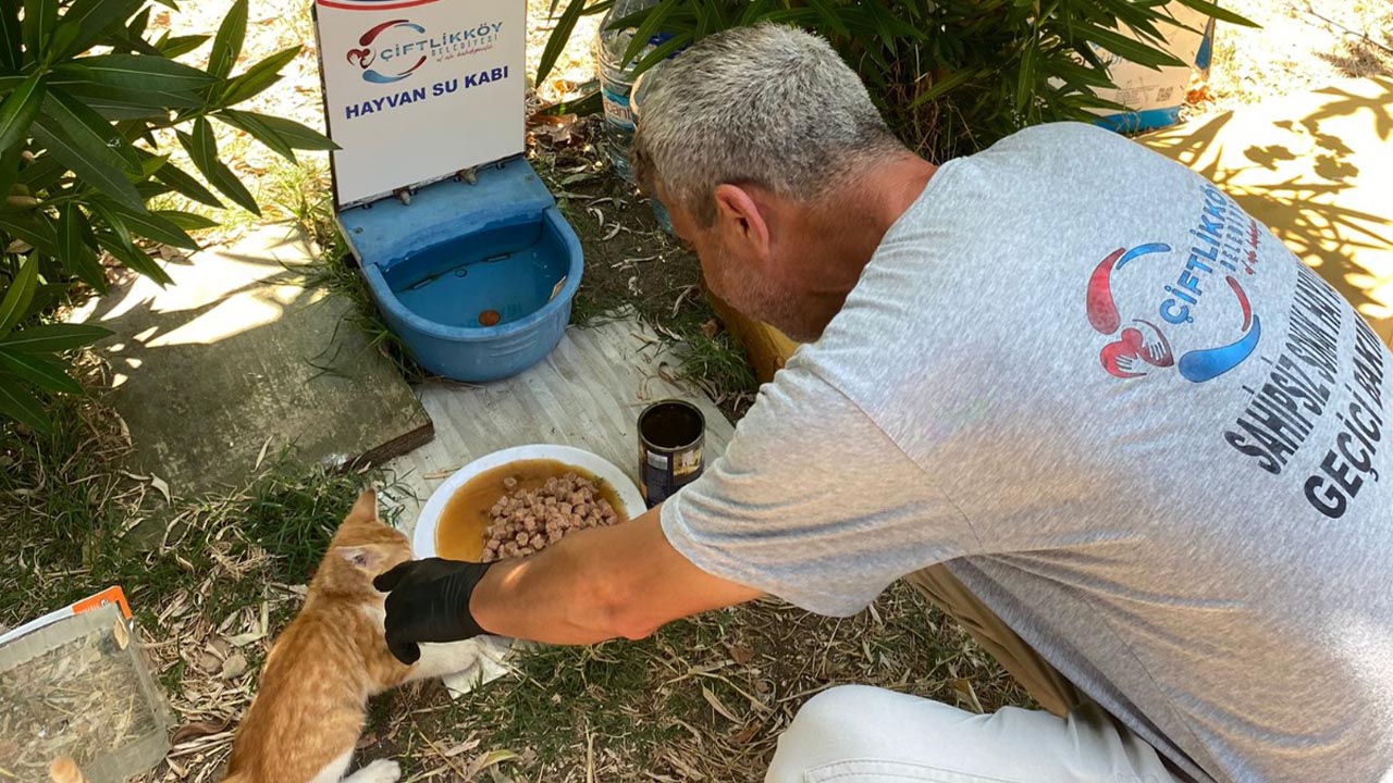 Yalova Ciftlikkoy Belediye Veteriner Isleri Mudurluk Sokak Hayvan Temmuz Ayi Tedavi (1)