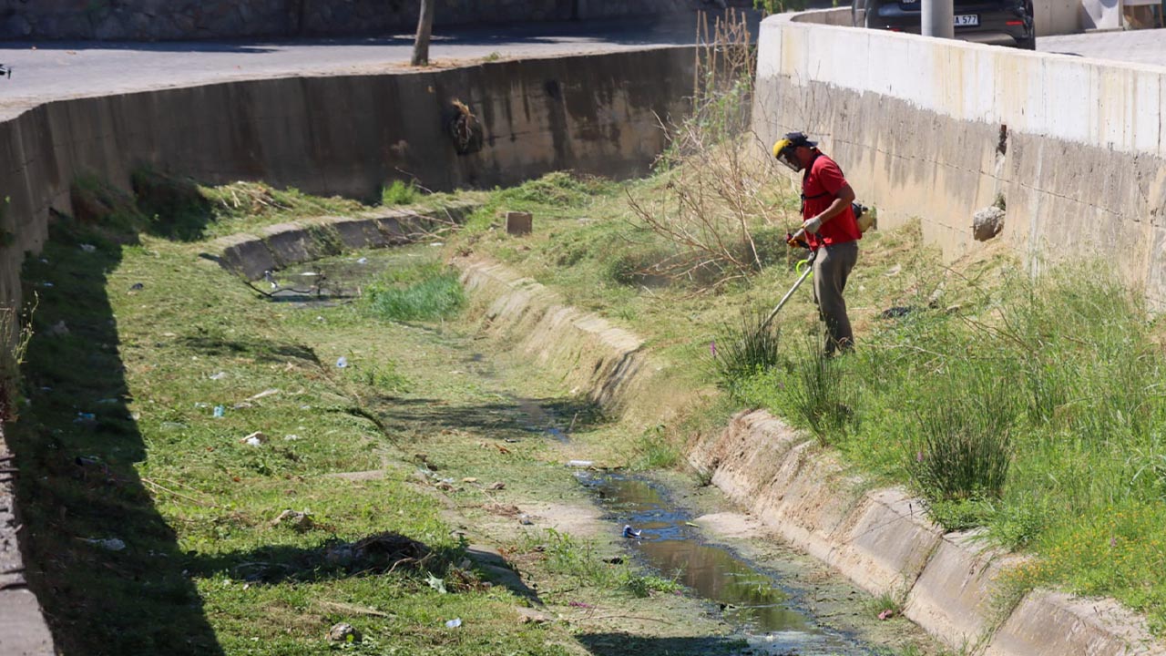 Yalova Balaban Dere Cevre Yabani Ot (3)