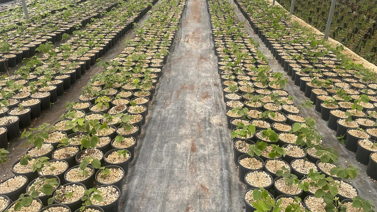 Yalova Bursa Keles Ihlamur Fidan Tarim Ciftcilik Uretim Girisimcilik (1)