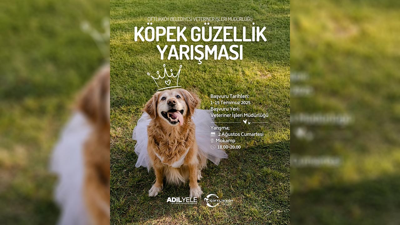 Yalova Ciftlkkoy Belediye Kopek Guzellik Yarisma Kayitlar (2)