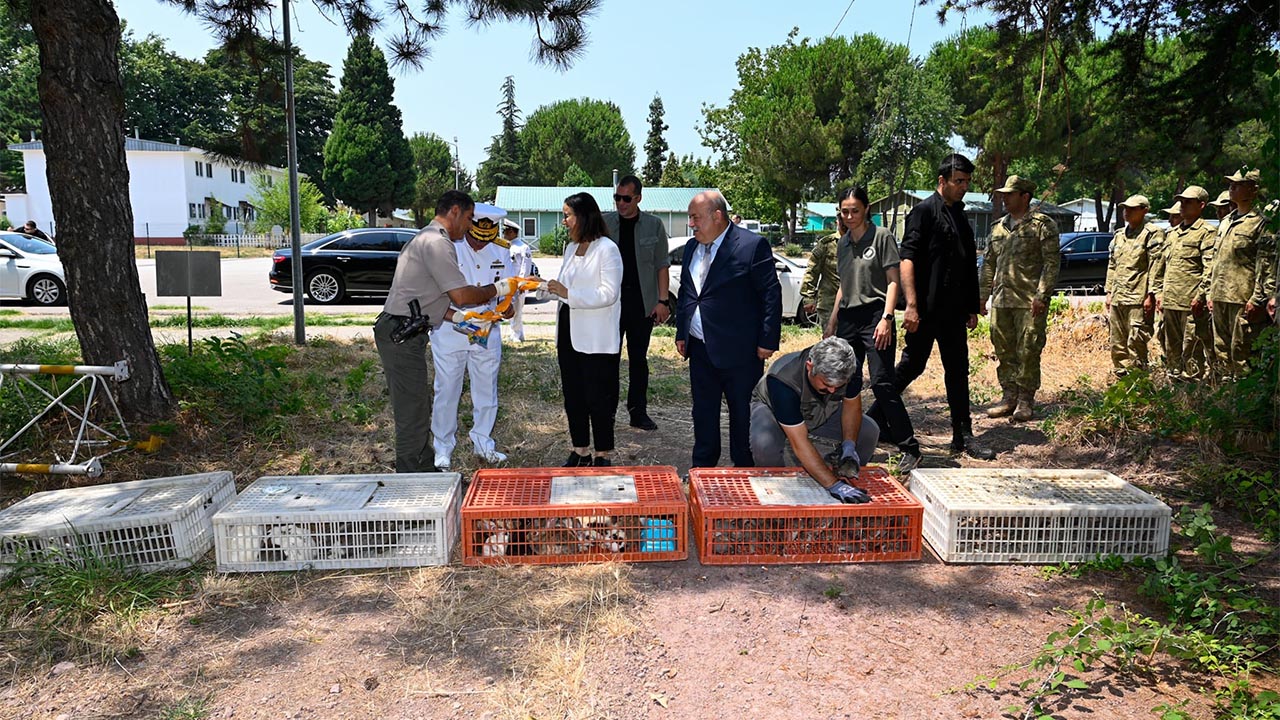 Yalova Doga Keklik Salindi (5)
