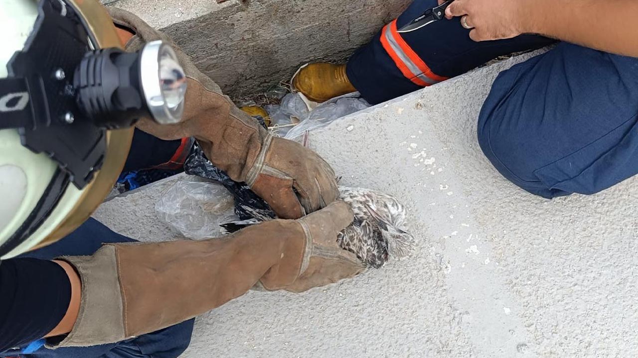 Yalova Itfaiye Kus Agac Mahsur (2)