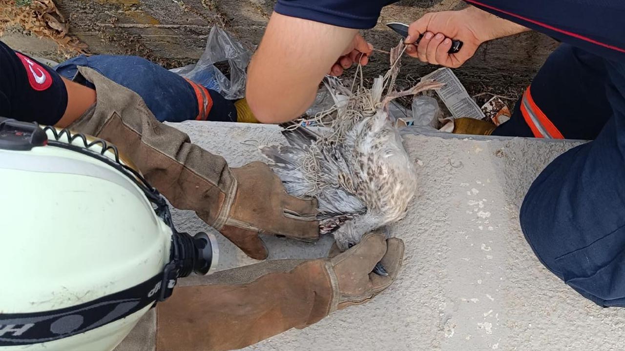 Yalova Itfaiye Kus Agac Mahsur (3)