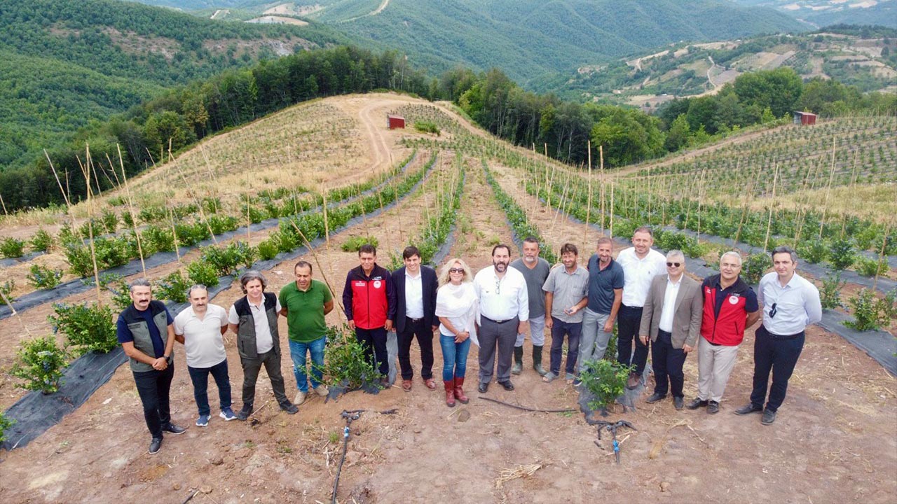 Yalova Sermayecik Maviyemis Hasat (2)