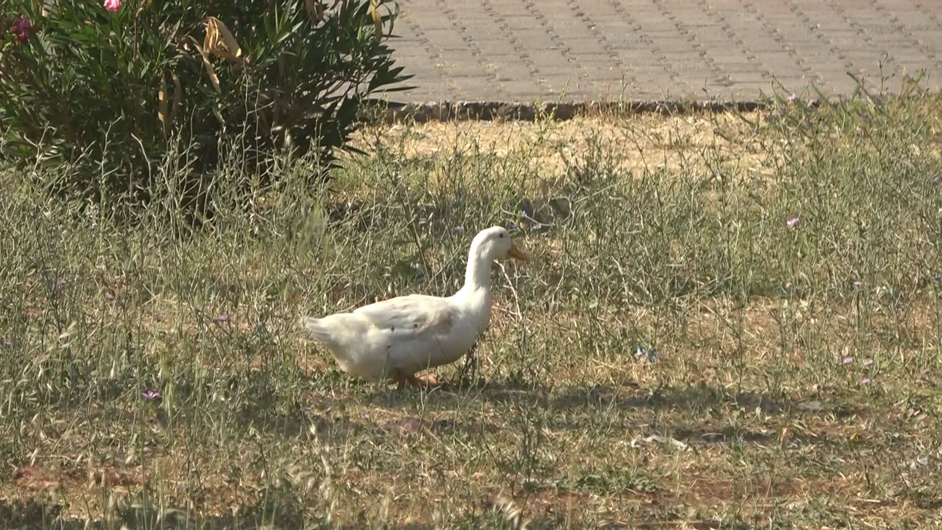 Yalova'da Tepki Çeken Hayvan Besleme Yasağı (1)