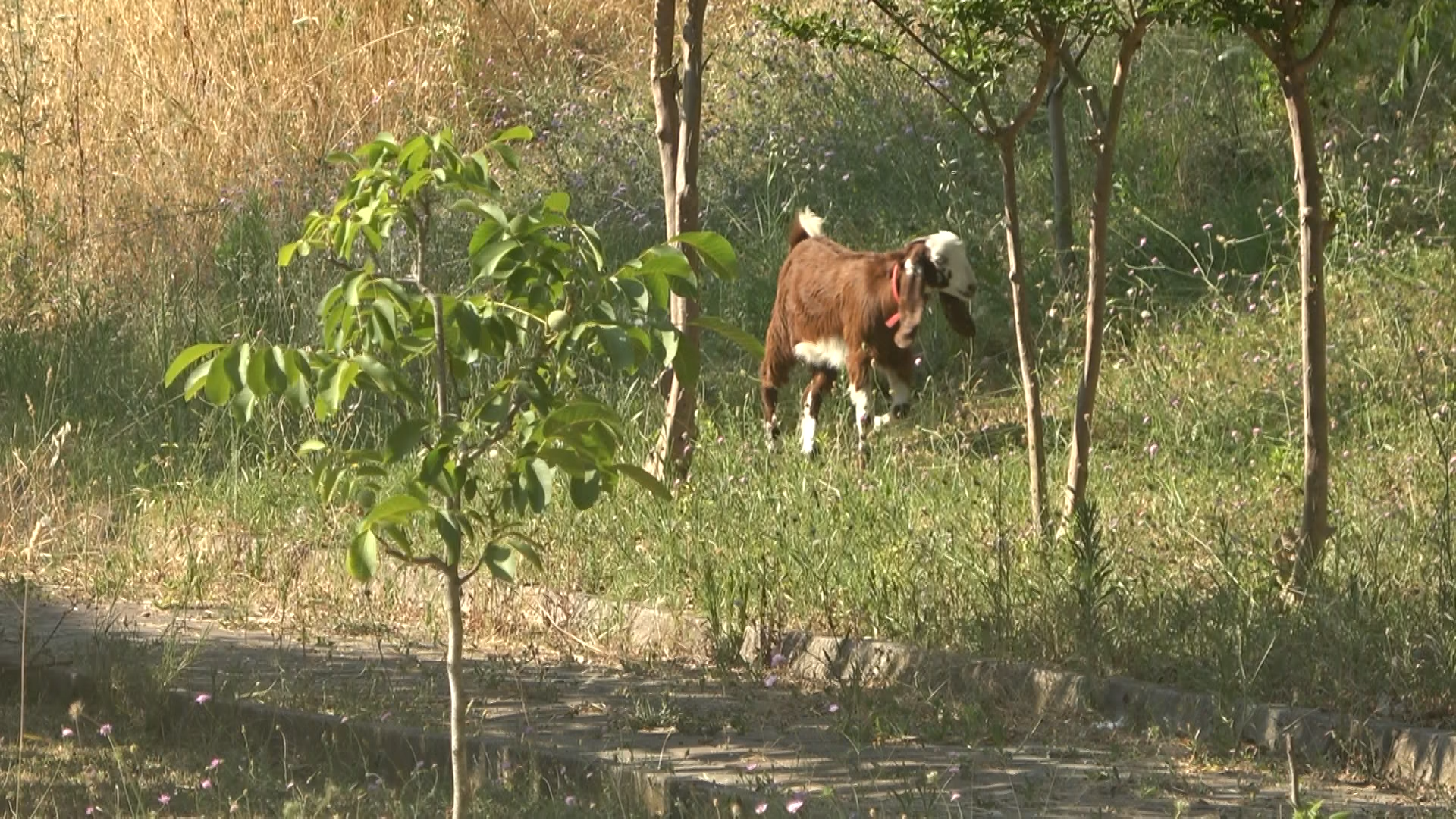 Yalova'da Tepki Çeken Hayvan Besleme Yasağı (5)