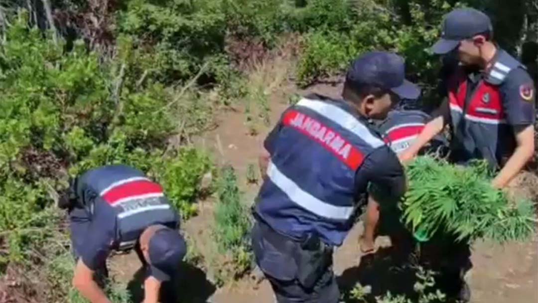 Yalova'da Yasa Dışı Kenevir Ekimi Yapan Zanlı Tutuklandı (1)