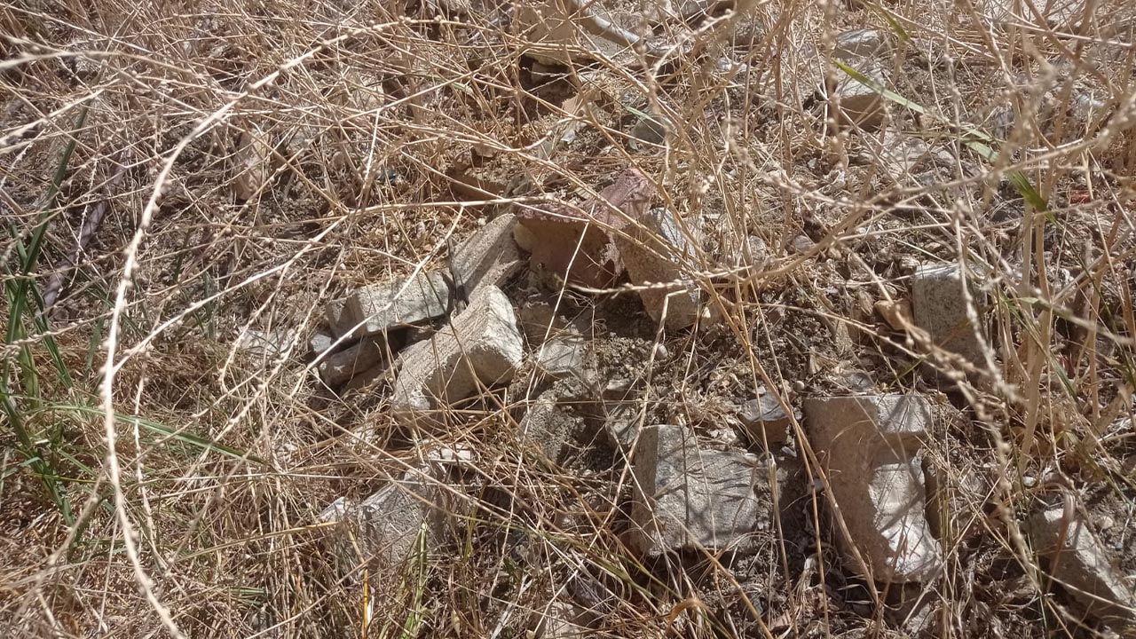 Boş Arsa Ot Yılan Köpek (2)