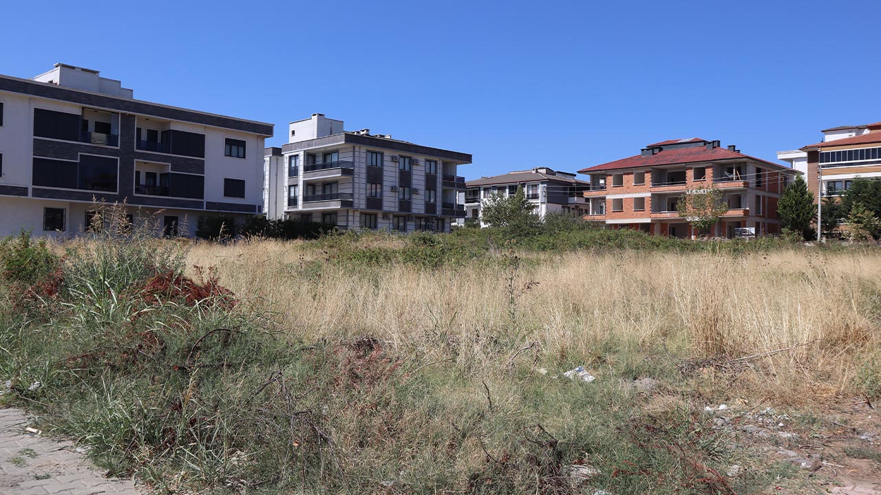 Boş Arsa Ot Yılan Köpek (9)