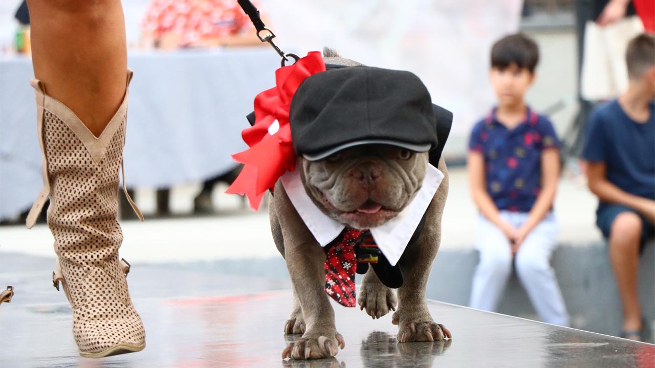Yalova’nın En Güzel Köpekleri Seçildi (2)