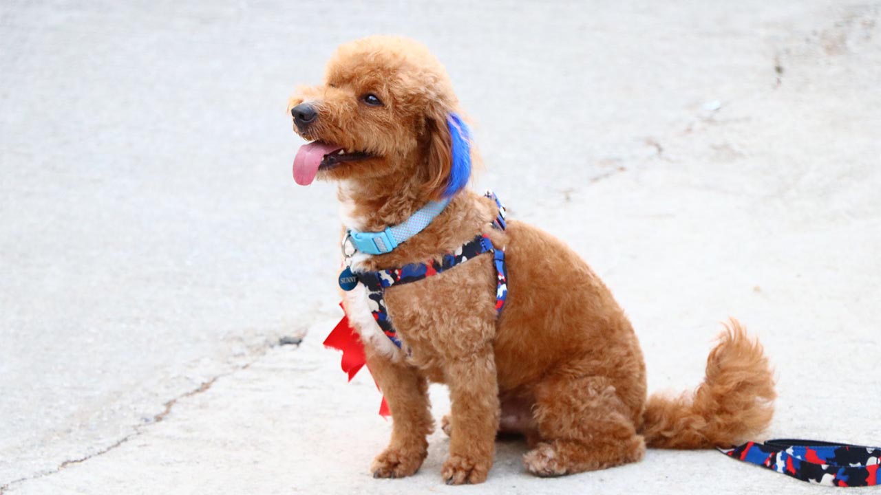 Yalova’nın En Güzel Köpekleri Seçildi (6)