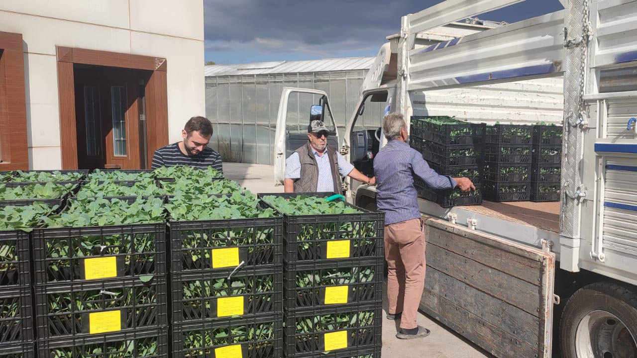 60 Bin Lahana Fidesi 12 Üreticiye Teslim Edildi (3)