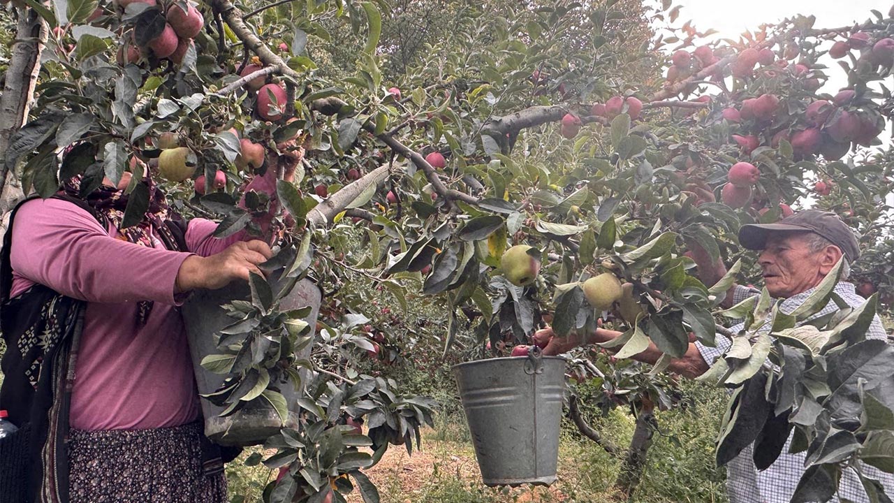 Yalova Derekoy Elma Hasat (2)