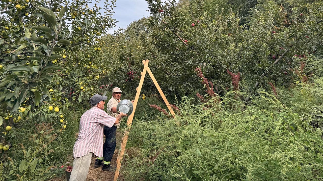 Yalova Derekoy Elma Hasat (3)