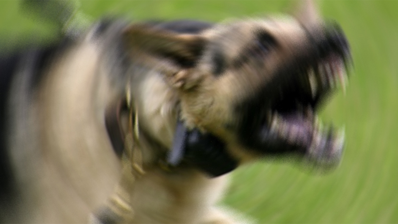 Yalova Egitim Arastirma Hastanesi Dunya Kuduz Gunu Vatandas Uyari