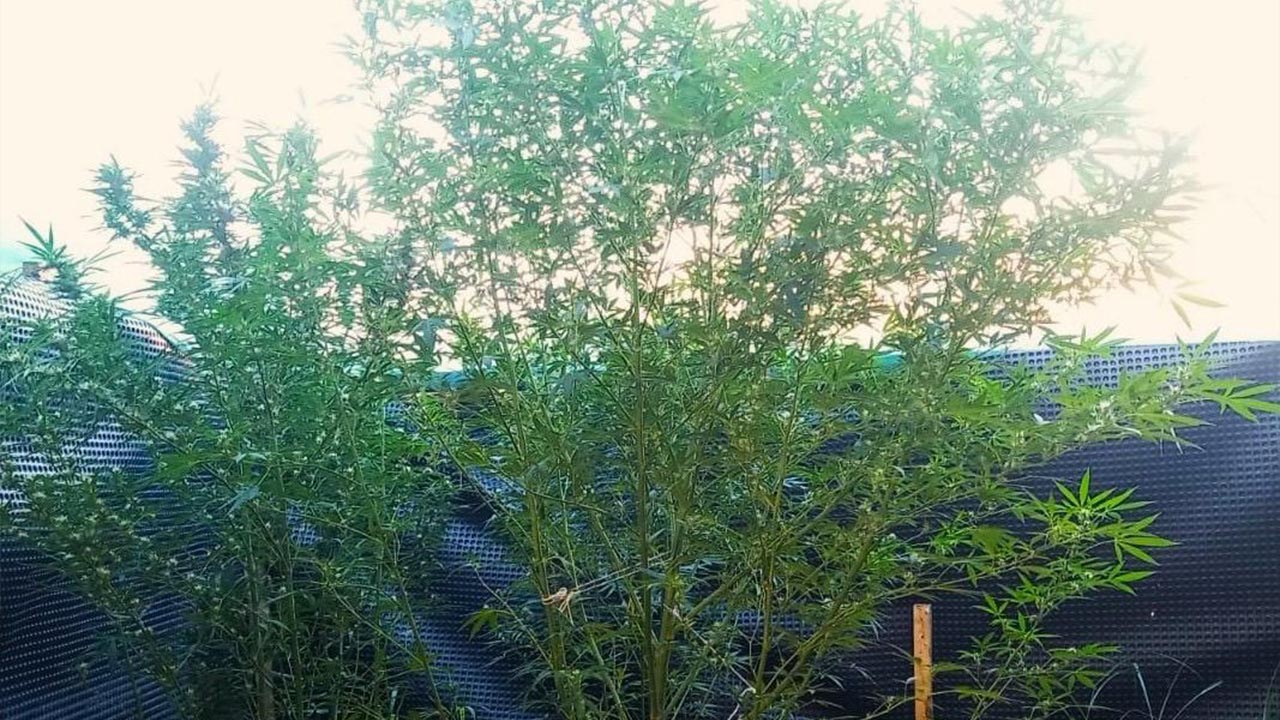 Yalova Il Emniyet Mudurluk Narkotik Sube Ekipler Operasyon (2)