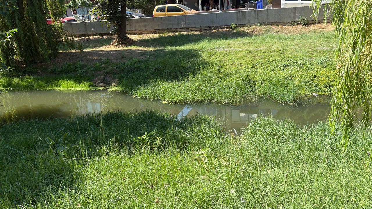 Yalova Safran Deresi Otlar Buyudu (1)