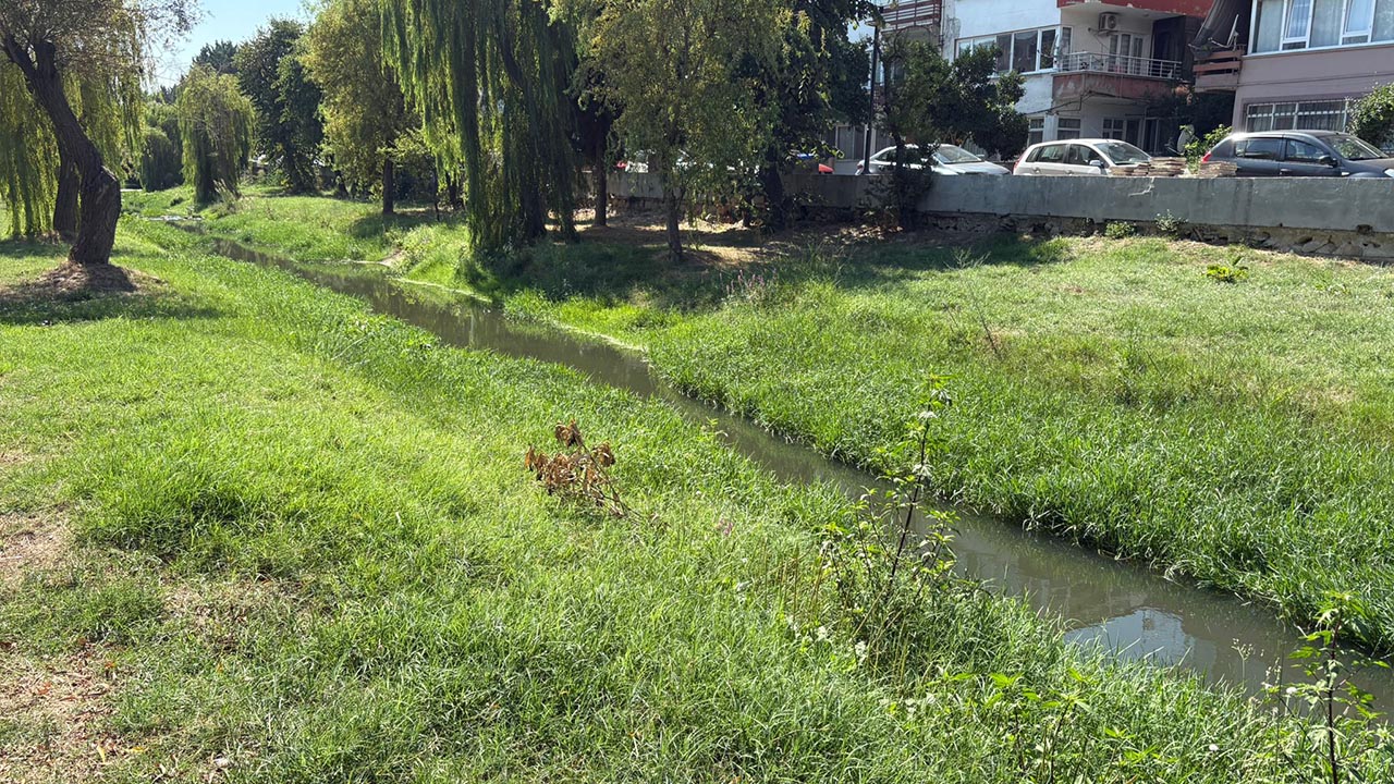 Yalova Safran Deresi Otlar Buyudu (3)
