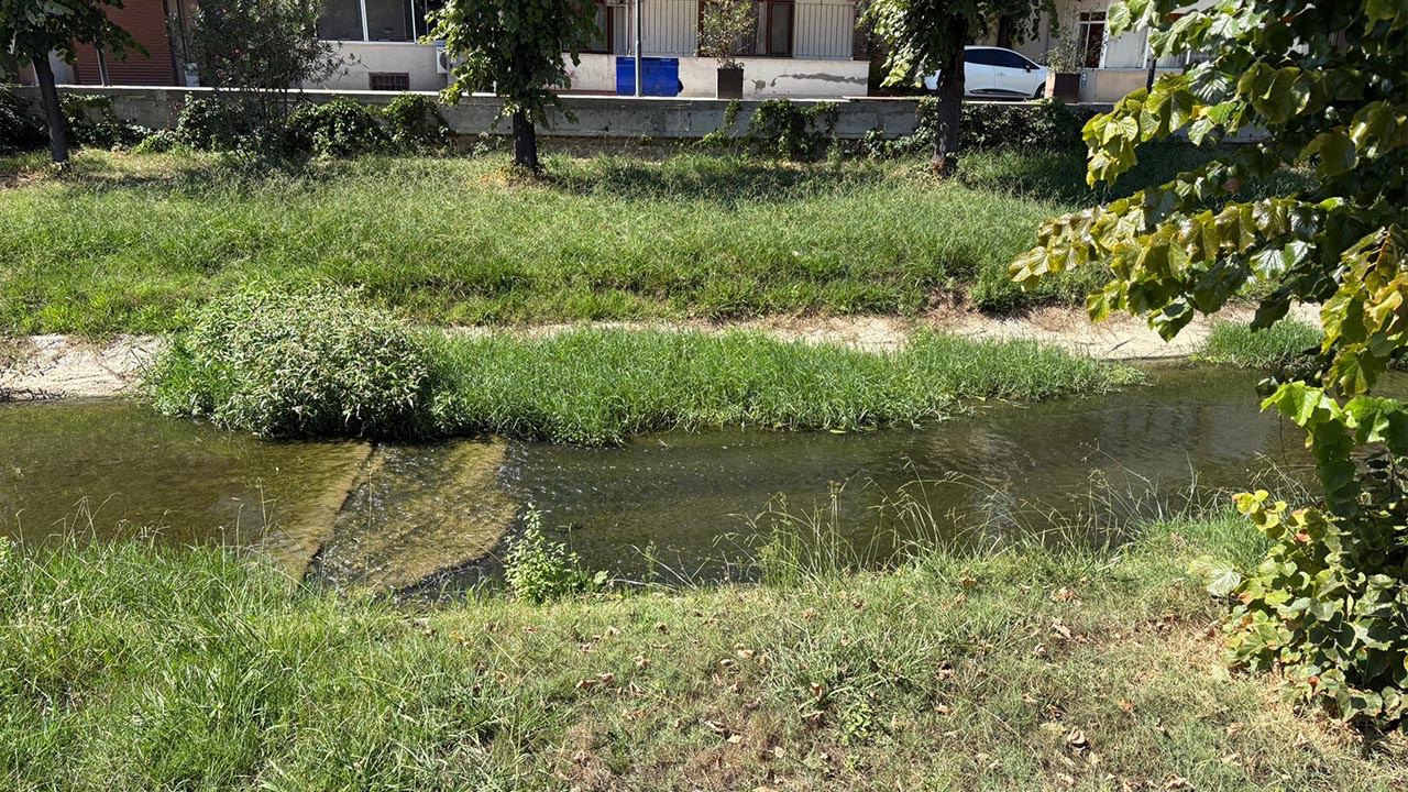 Yalova Safran Deresi Otlar Buyudu (6)