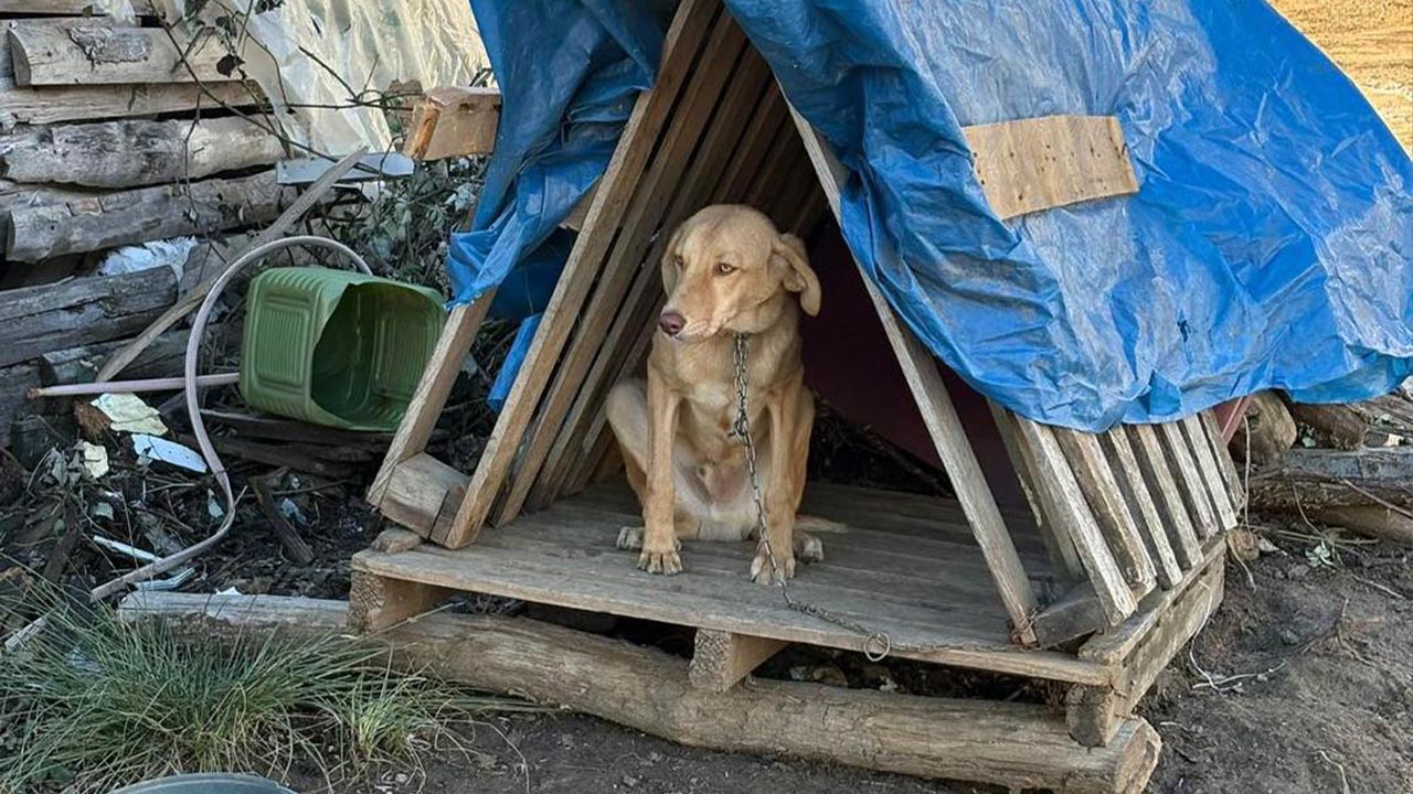 Armutlu’da Köpeklere Mikroçip Ve Aşı Uygulaması (3)
