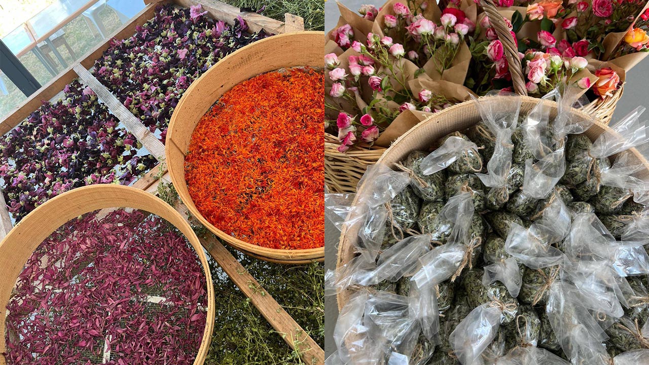 Doğanın Eczanesi Hasat Edildi (1)