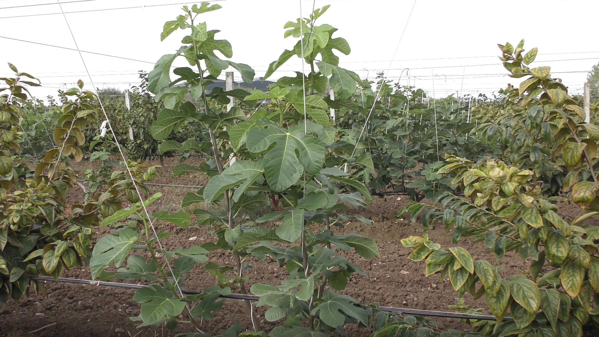 Incir Yalova Fikret Aydoğan Fidan (2)