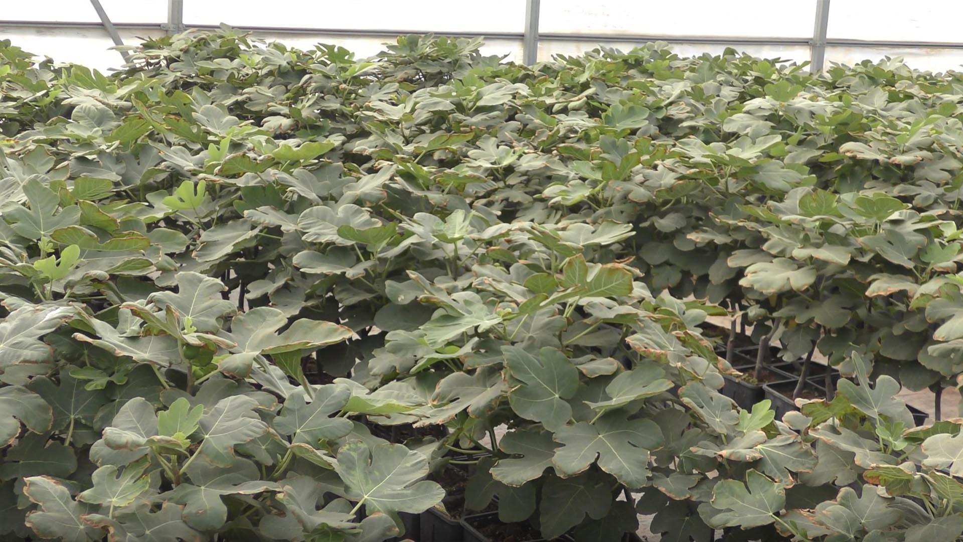 Incir Yalova Fikret Aydoğan Fidan (3)