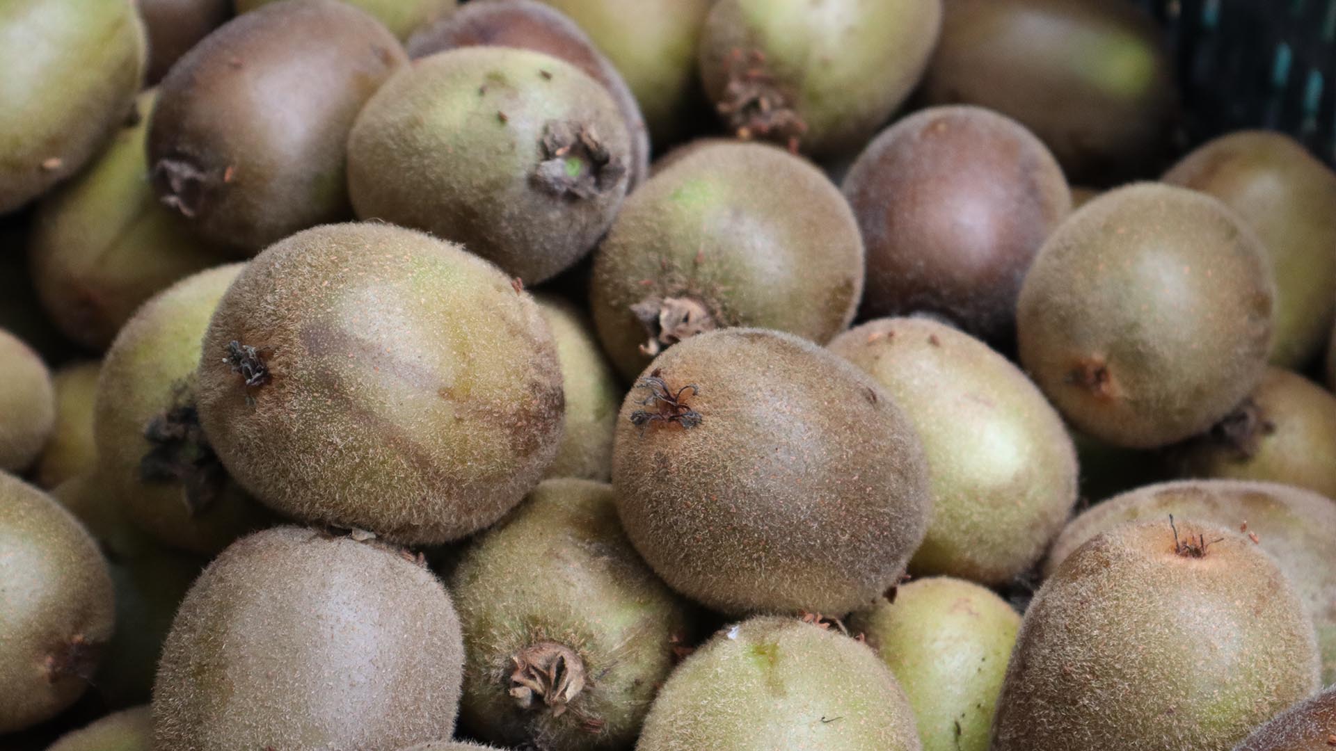 Kivi Hasat Sarı Altınova (2)