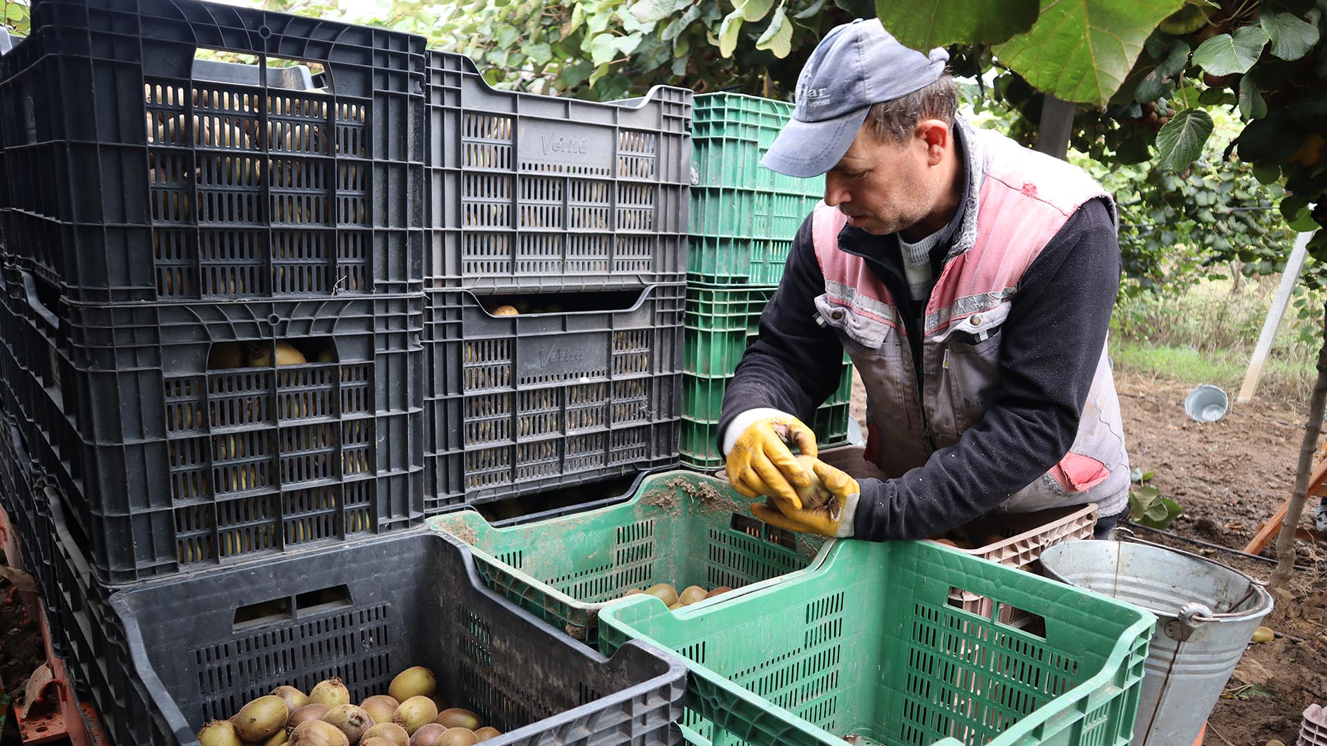 Kivi Hasat Sarı Altınova (3)