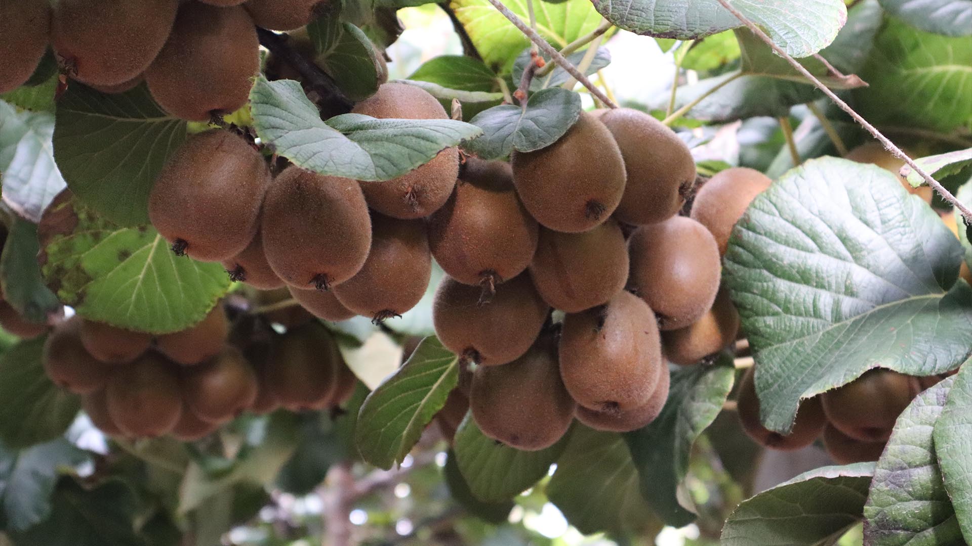 Kivi Hasat Sarı Altınova (4)