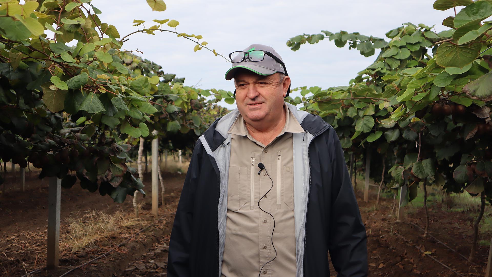 Kivi Hasat Sarı Altınova (6)