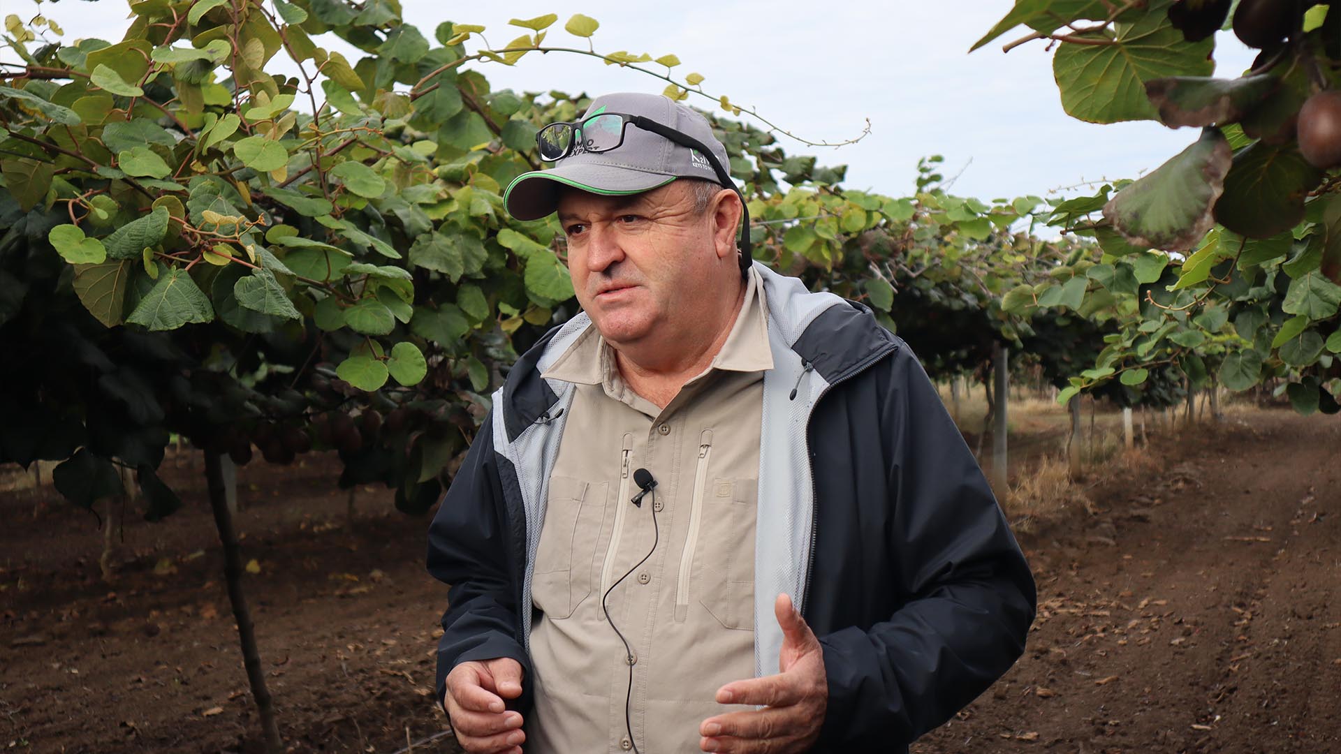 Kivi Hasat Sarı Altınova (7)