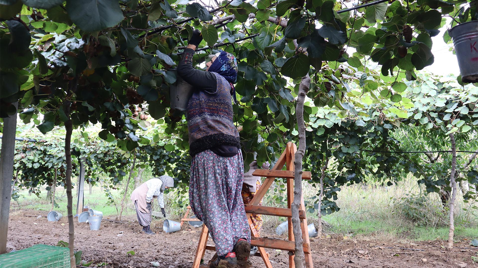 Kivi Hasat Sarı Altınova