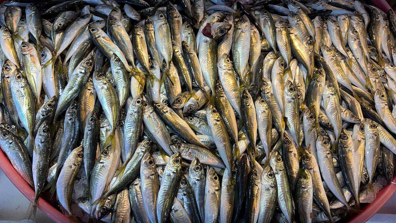 Yalova Balik Tezgahlari Fiyat Hamsi (4)