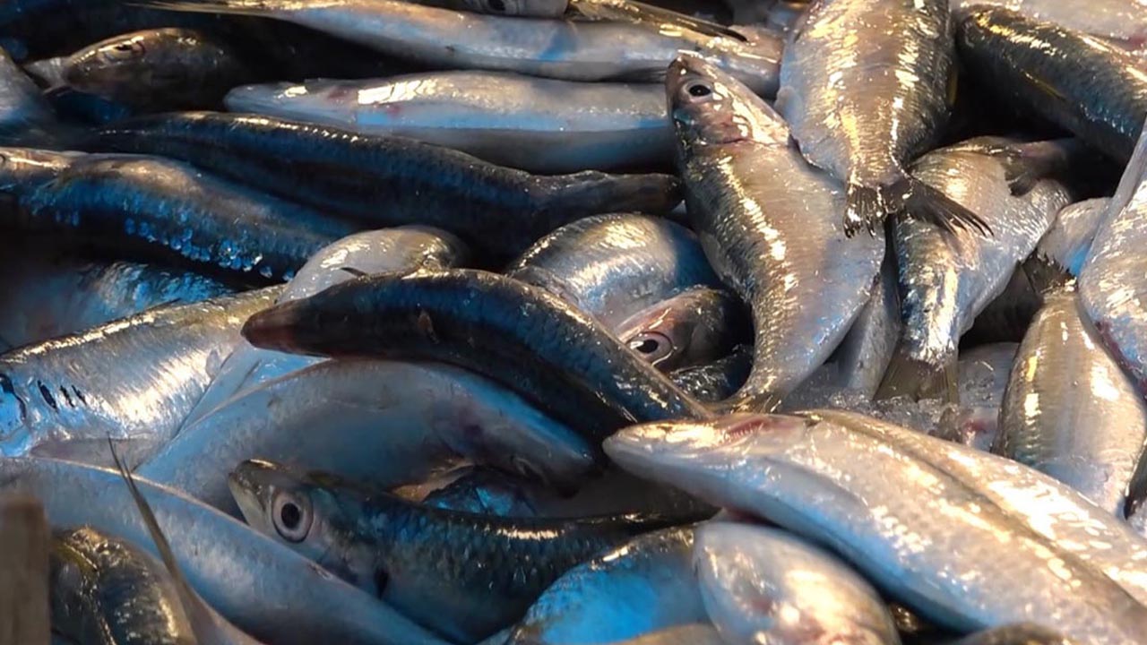 Yalova Sardalya Faydalari Hafizaya Iyi Geliyor