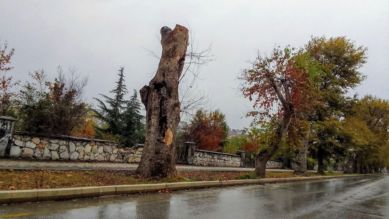 Yalova Tema Vakfi Eski Il Temsilci Cinarli Yol Agac Korunma (3)