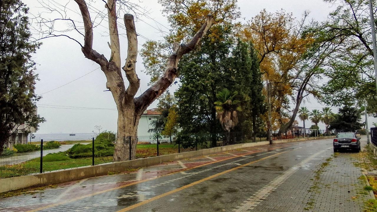 Yalova Tema Vakfi Eski Il Temsilci Cinarli Yol Agac Korunma (4)