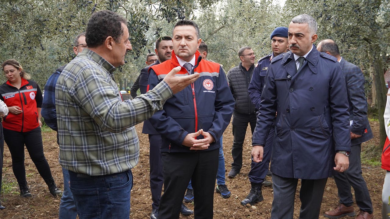 2025 Yılı Zeytin Hasadı Armutlu’da Başladı (1)