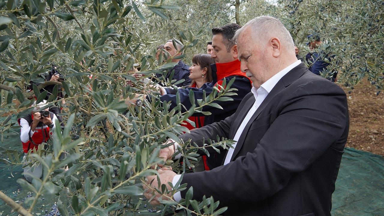 2025 Yılı Zeytin Hasadı Armutlu’da Başladı (2)