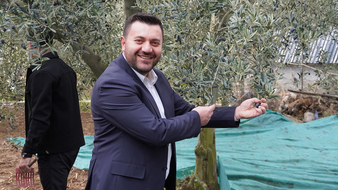 2025 Yılı Zeytin Hasadı Armutlu’da Başladı (3)