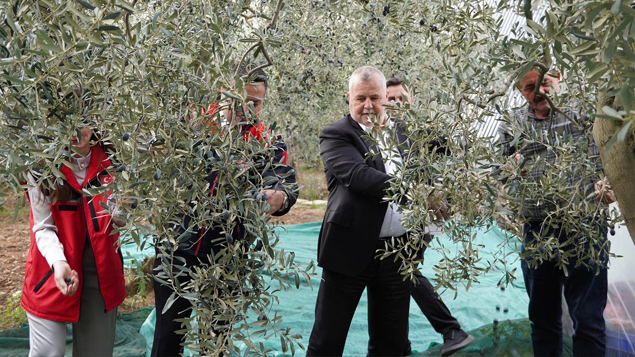 2025 Yılı Zeytin Hasadı Armutlu’da Başladı (5)