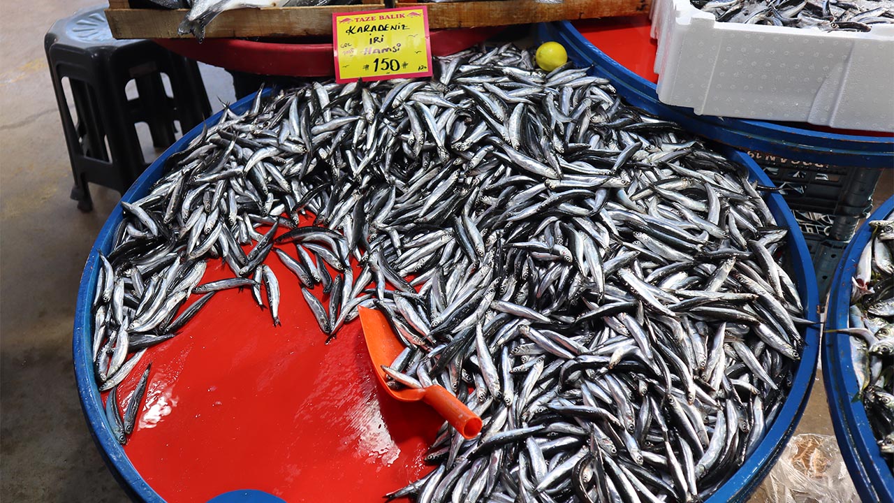 Altınova’da Balık Fiyatları Cep Yakıyor Tezgâhlarda En Pahalı Balık Çinekop–Sarıkanat (4) Kopya