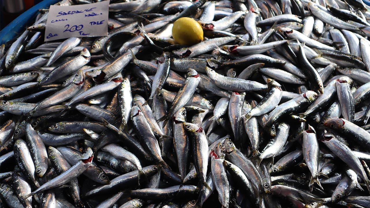 Altınova’da Balık Fiyatları Cep Yakıyor Tezgâhlarda En Pahalı Balık Çinekop–Sarıkanat (6) Kopya