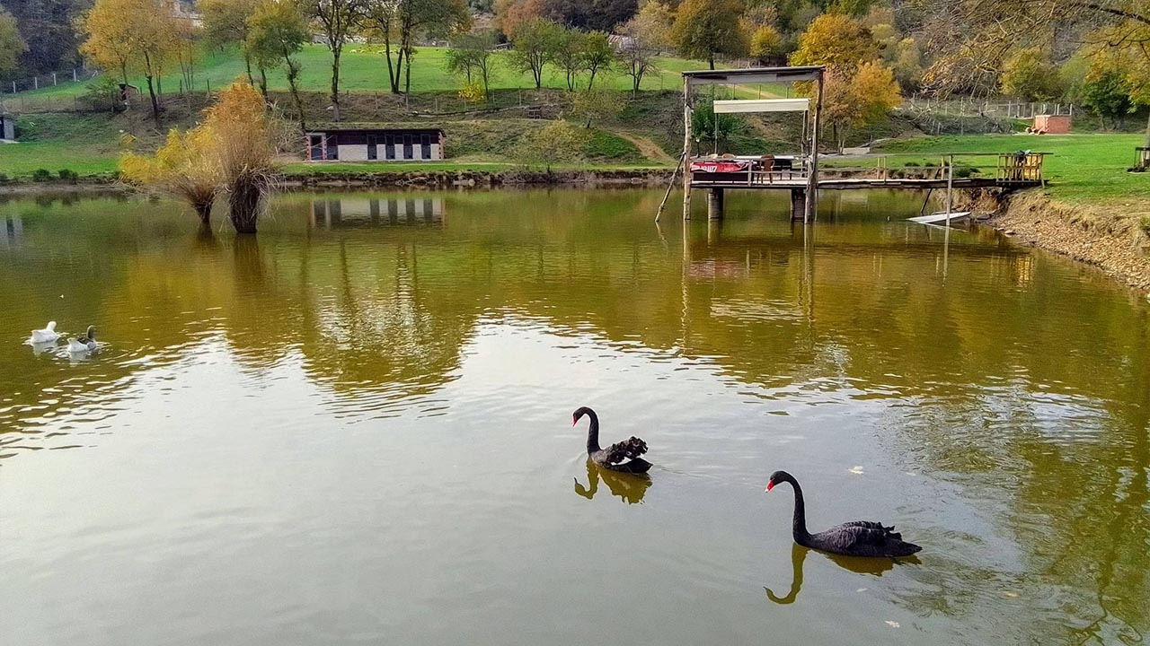 Elmalık Köyünde Kara Kuğu Gölü (3)