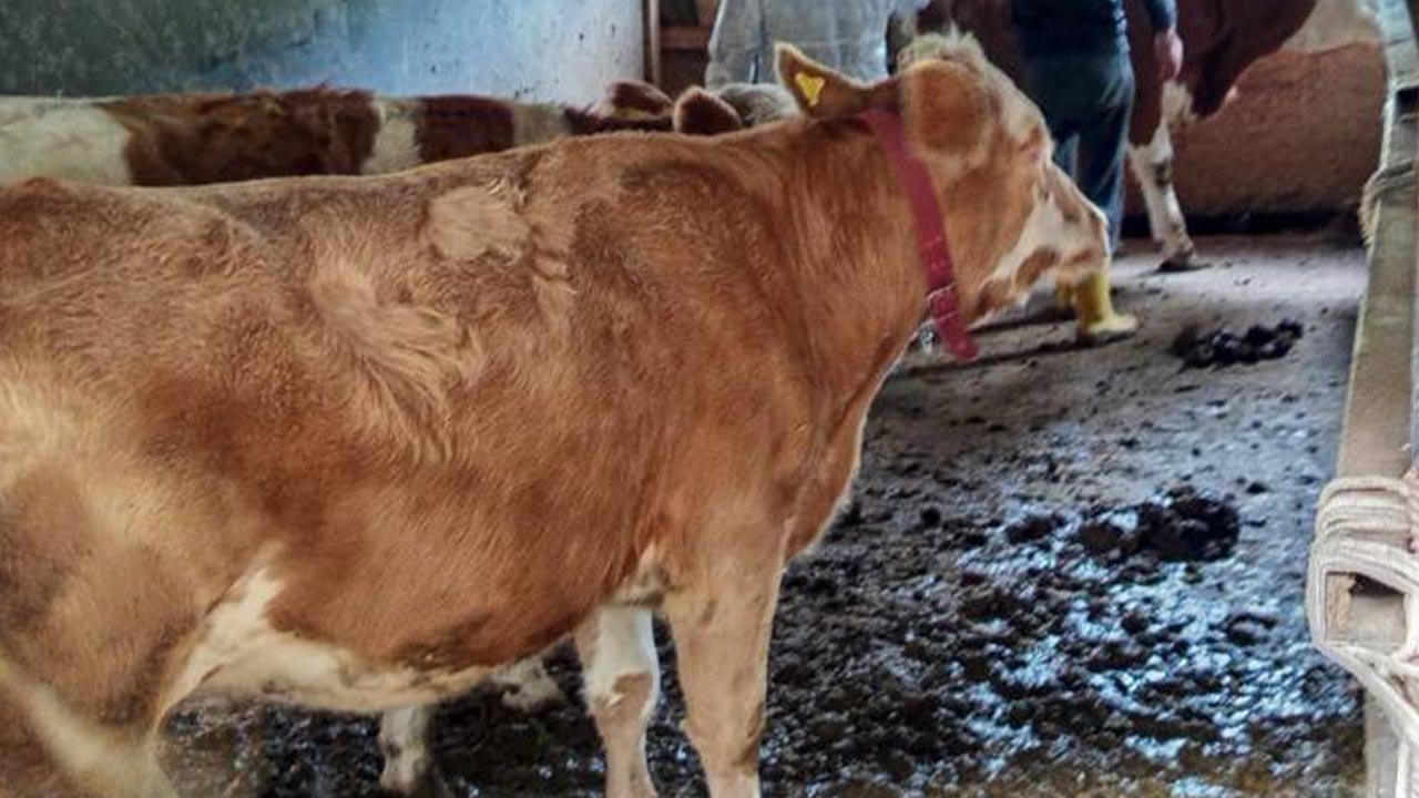 Esenköy’de Şap Aşılaması Ve Eğitim Çalışmaları Devam Ediyor (2)