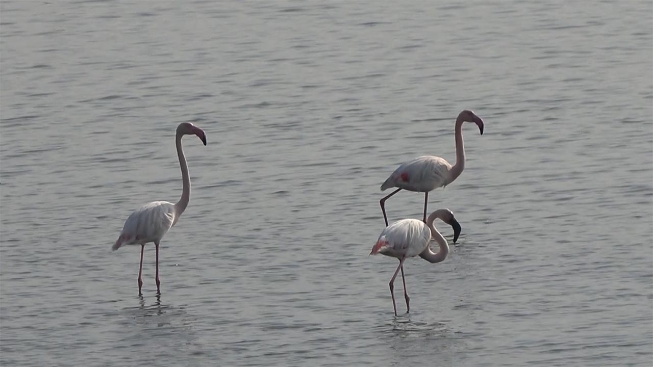 Hersek Lagünü'nde Flamingo Popülasyonu Artıyor (2)